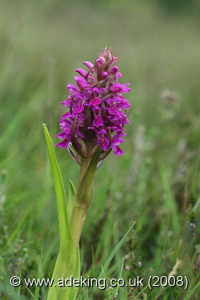 IMG_6730.JPG - 30th May 2008 - Southern Marsh Orchid (Dactylorhiza praetermissa) - Holmsley (Hants)