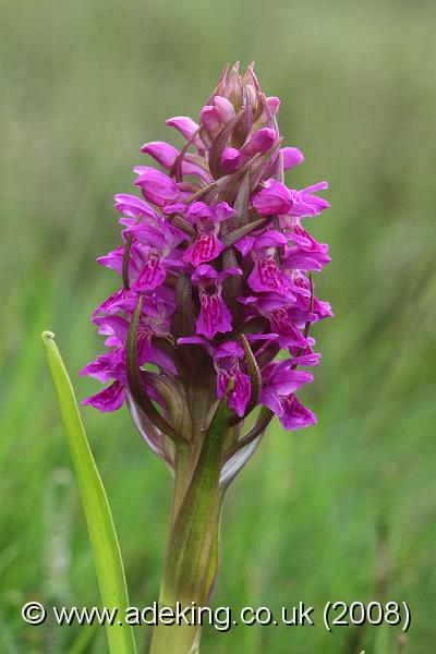 IMG_6739.JPG - 30th May 2008 - Southern Marsh Orchid (Dactylorhiza praetermissa) - Holmsley (Hants)