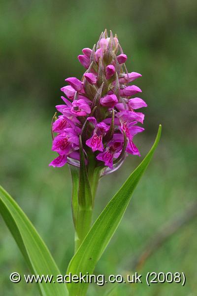 IMG_6745.JPG - 30th May 2008 - Southern Marsh Orchid (Dactylorhiza praetermissa) - Holmsley (Hants)