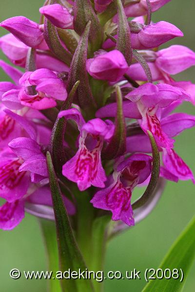 IMG_6749.JPG - 30th May 2008 - Southern Marsh Orchid (Dactylorhiza praetermissa) - Holmsley (Hants)