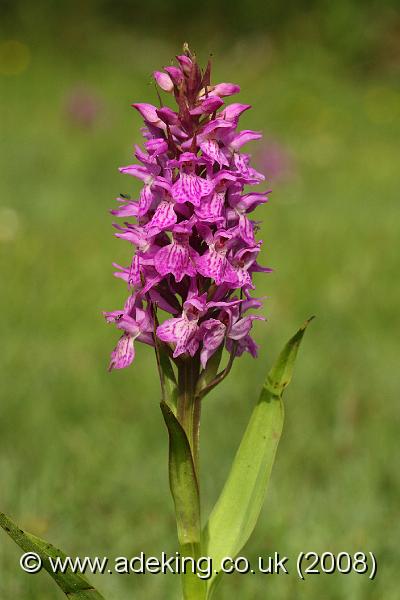 IMG_6786.JPG - 30th May 2008 - Southern Marsh Orchid (Dactylorhiza praetermissa) - Holmsley (Hants)