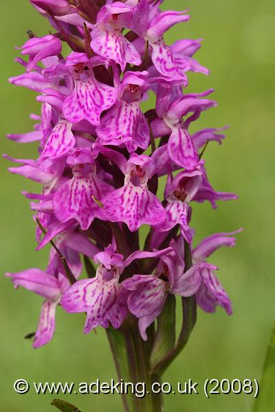 IMG_6798.JPG - 30th May 2008 - Southern Marsh Orchid (Dactylorhiza praetermissa) - Holmsley (Hants)