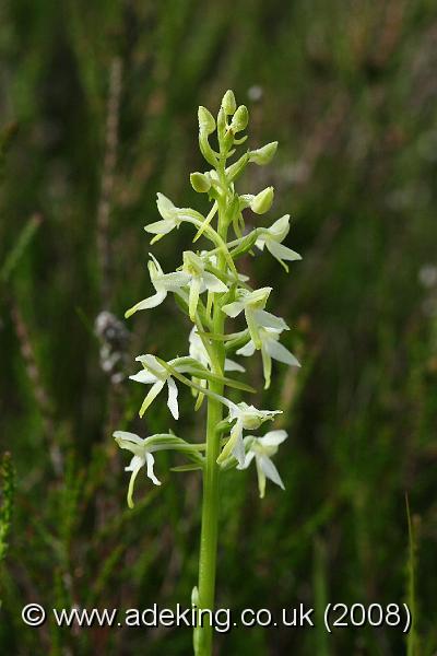 IMG_6815.JPG - 30th May 2008 - Lesser Butterfly Orchid (Platanthera bifolia) - Wilverley Plain (Hants)