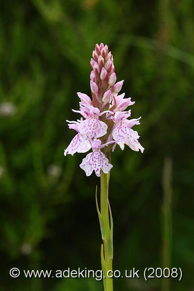 IMG_6847.JPG - 30th May 2008 - Heath Spotted Orchid (Dactylorhiza maculata ssp. ericetorum) - Wilverley Plain (Hants)