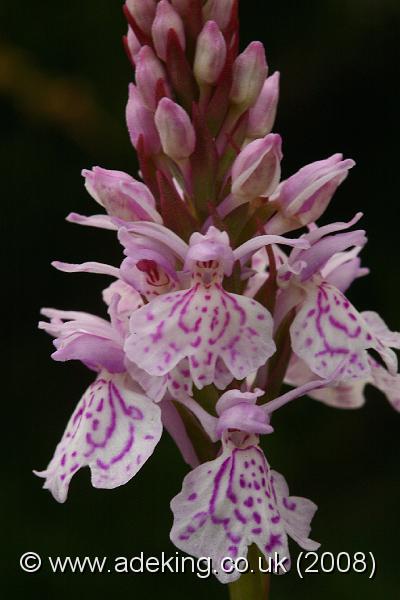 IMG_6858.JPG - 30th May 2008 - Heath Spotted Orchid (Dactylorhiza maculata ssp. ericetorum) - Wilverley Plain (Hants)