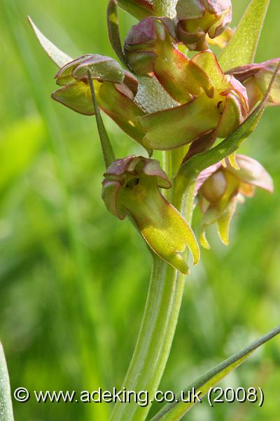 IMG_6906.JPG - 31st May 2008 - Frog Orchid (Coeloglossum viride) - Parsonage Down (Wilts)