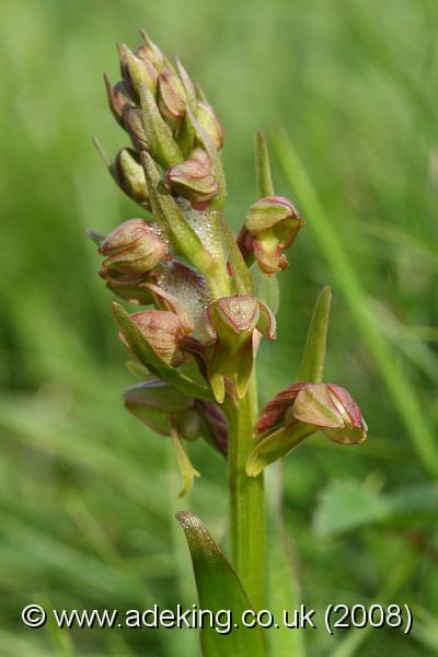 IMG_6917.JPG - 31st May 2008 - Frog Orchid (Coeloglossum viride) - Parsonage Down (Wilts)