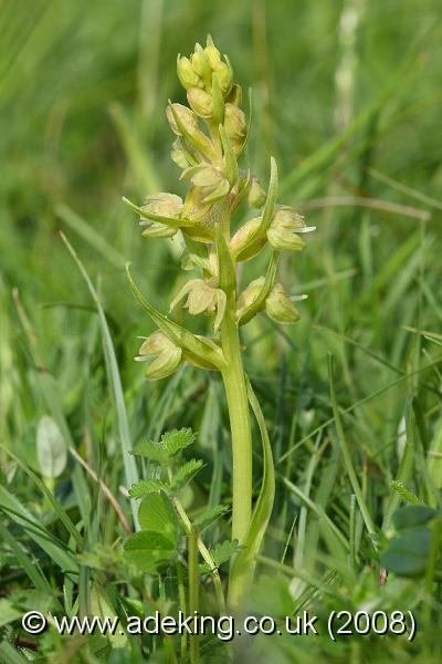 IMG_6921.JPG - 31st May 2008 - Frog Orchid (Coeloglossum viride) - Parsonage Down (Wilts)