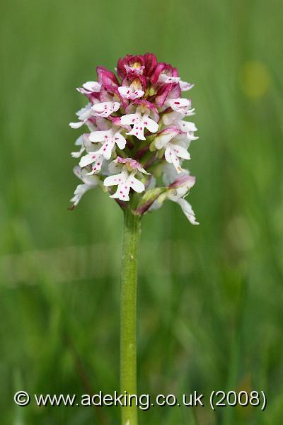 IMG_6941.JPG - 31st May 2008 - Burnt Orchid (Orchis ustulata) - Parsonage Down (Wilts)