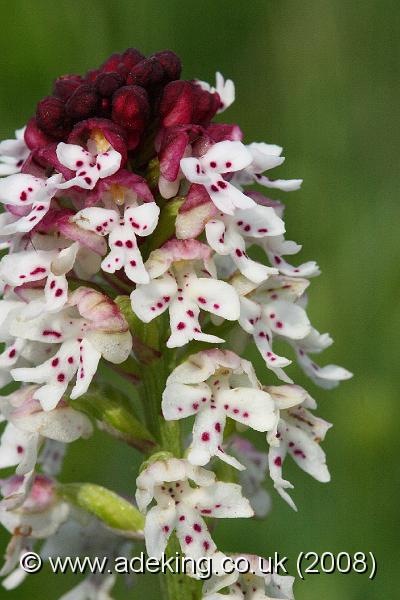 IMG_6978.JPG - 31st May 2008 - Burnt Orchid (Orchis ustulata) - Parsonage Down (Wilts)