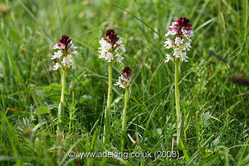 IMG_6986.JPG - 31st May 2008 - Burnt Orchid (Orchis ustulata) - Parsonage Down (Wilts)