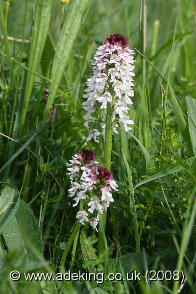 IMG_6991.JPG - 31st May 2008 - Burnt Orchid (Orchis ustulata) - Parsonage Down (Wilts)