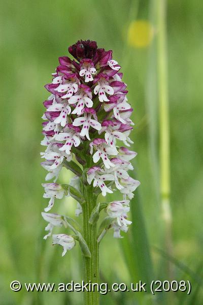 IMG_6997.JPG - 31st May 2008 - Burnt Orchid (Orchis ustulata) - Parsonage Down (Wilts)