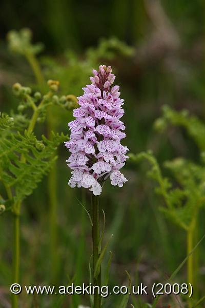 IMG_7076.JPG - 14th June 2008 - Heath Spotted Orchid (Dactylorhiza maculata ssp ericetorum) - Shatterford bottom (New forest)