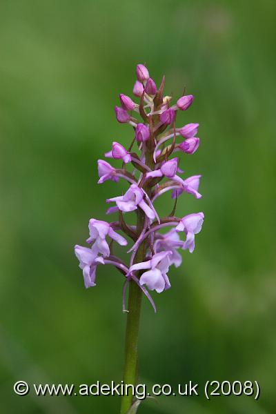 IMG_7099.JPG - 14th June 2008 - Common Fragrant Orchid (Gymnadenia conopsea) - Pepperbox Hill (Wiltshire)