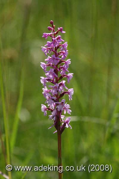 IMG_7118.JPG - 14th June 2008 - Common Fragrant Orchid (Gymnadenia conopsea) - Pepperbox Hill (Wiltshire)