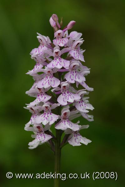 IMG_7145.JPG - 14th June 2008 - Common spotted Orchid (Dactylorhiza fuchsii) - Pepperbox Hill (Wiltshire)