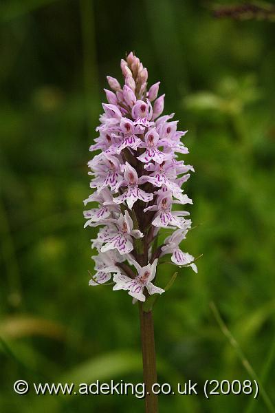 IMG_7208.JPG - 14th June 2008 - Common spotted Orchid (Dactylorhiza fuchsii) - Pepperbox Hill (Wiltshire)