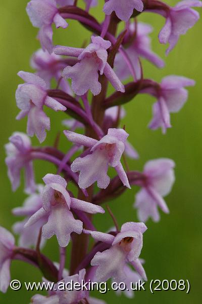 IMG_7215.JPG - 14th June 2008 - Common Fragrant Orchid Close-Up (Gymnadenia conopsea) - Pepperbox Hill (Wiltshire)