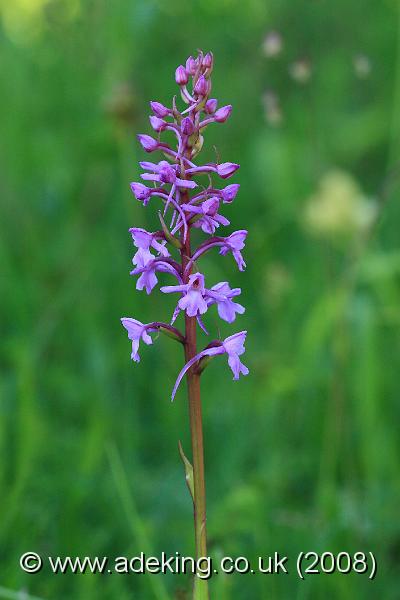 IMG_7384.JPG - 15th June 2008 - Common Fragrant Orchid (Gymnadenia conopsea) - Noar Hill (Hampshire)