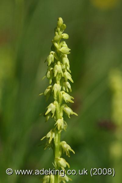 IMG_7392.JPG - 15th June 2008 - Musk Orchid (Herminium monorchis) - Noar Hill (Hampshire)