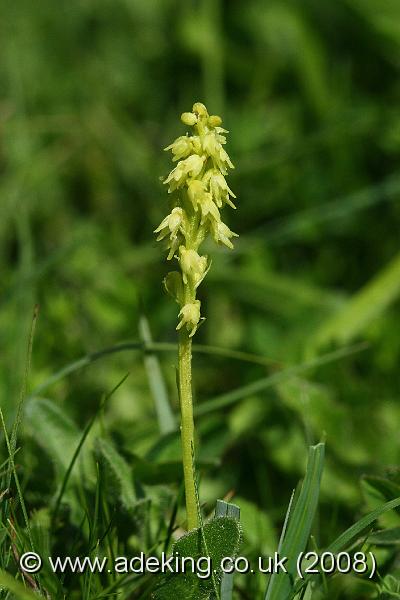 IMG_7423.JPG - 15th June 2008 - Musk Orchid (Herminium monorchis) - Noar Hill (Hampshire)