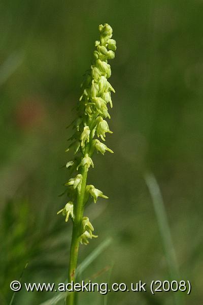 IMG_7440.JPG - 15th June 2008 - Musk Orchid (Herminium monorchis) - Noar Hill (Hampshire)