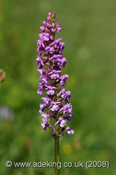 IMG_7451.JPG - 15th June 2008 - Common Fragrant Orchid (Gymnadenia conopsea) - Noar Hill (Hampshire)