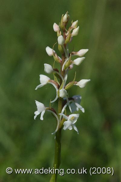 IMG_7465.JPG - 15th June 2008 - Albino Common Fragrant Orchid (Gymnadenia conopsea) - Noar Hill (Hampshire)