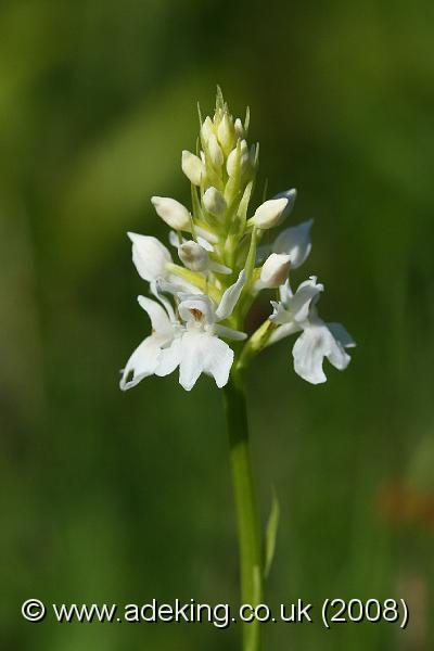 IMG_7506.JPG - 15th June 2008 - Albino Common Spotted Orchid (Dactylorhiza fuchsii) - Noar Hill (Hampshire)