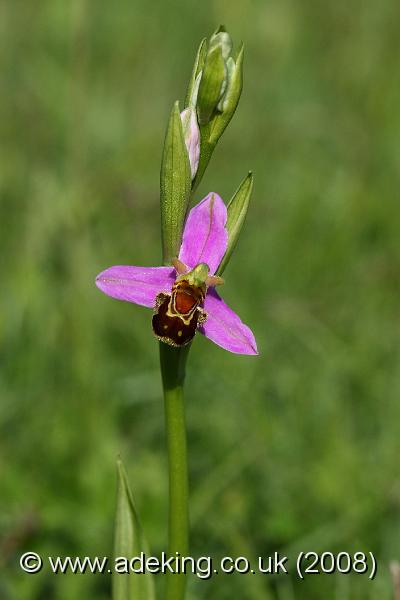 IMG_7513.JPG - 15th June 2008 - Bee Orchid (Ophrys apifera) - Noar hill (Hampshire)