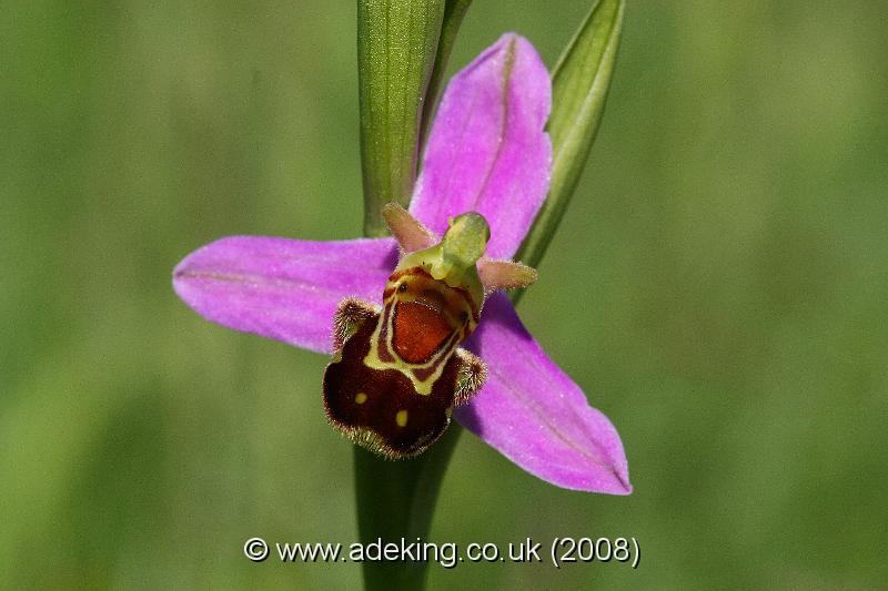 IMG_7532.JPG - 15th June 2008 - Bee Orchid (Ophrys apifera) - Noar hill (Hampshire)