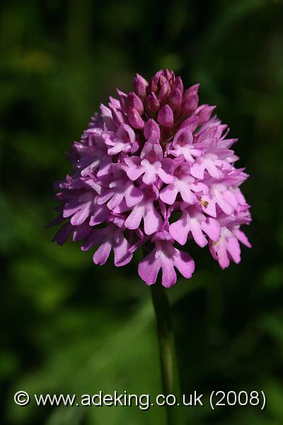 IMG_7570.JPG - 15th June 2008 - Pyramidal Orchid (Anacamptis pyramidalis) - Noar Hill (Hampshire)