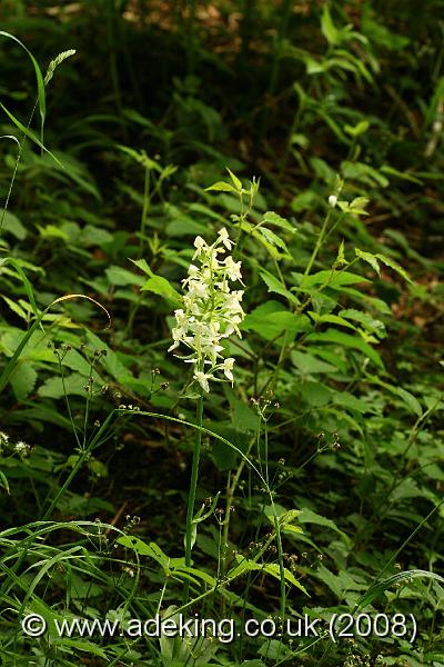 IMG_7597.JPG - 15th June 2008 - Greater Butterfly Orchid (Platanthera chlorantha) - Hawkley Warren (Hampshire)