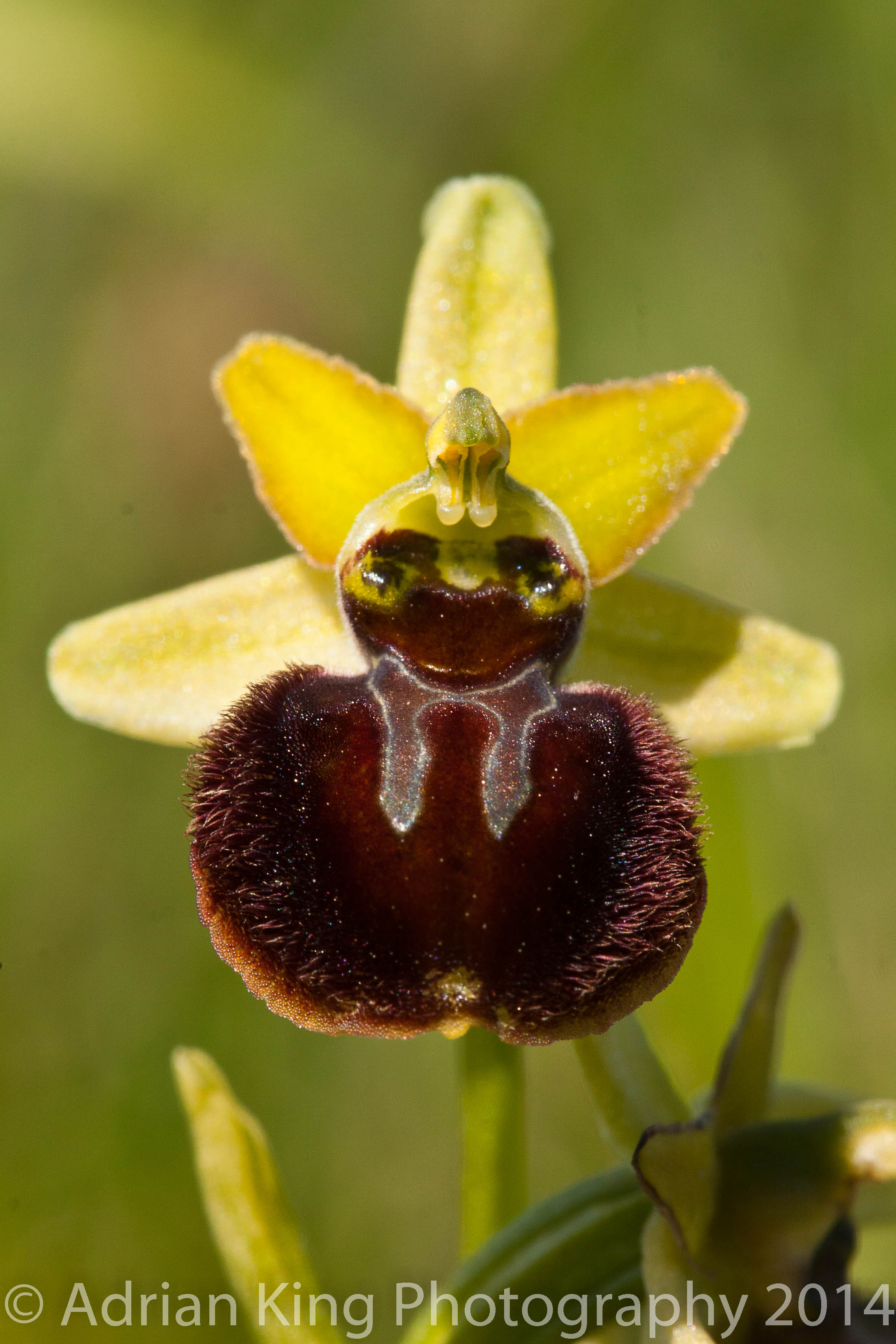 20140503_(Durlston & Corfe Mullen Orchids)_0289