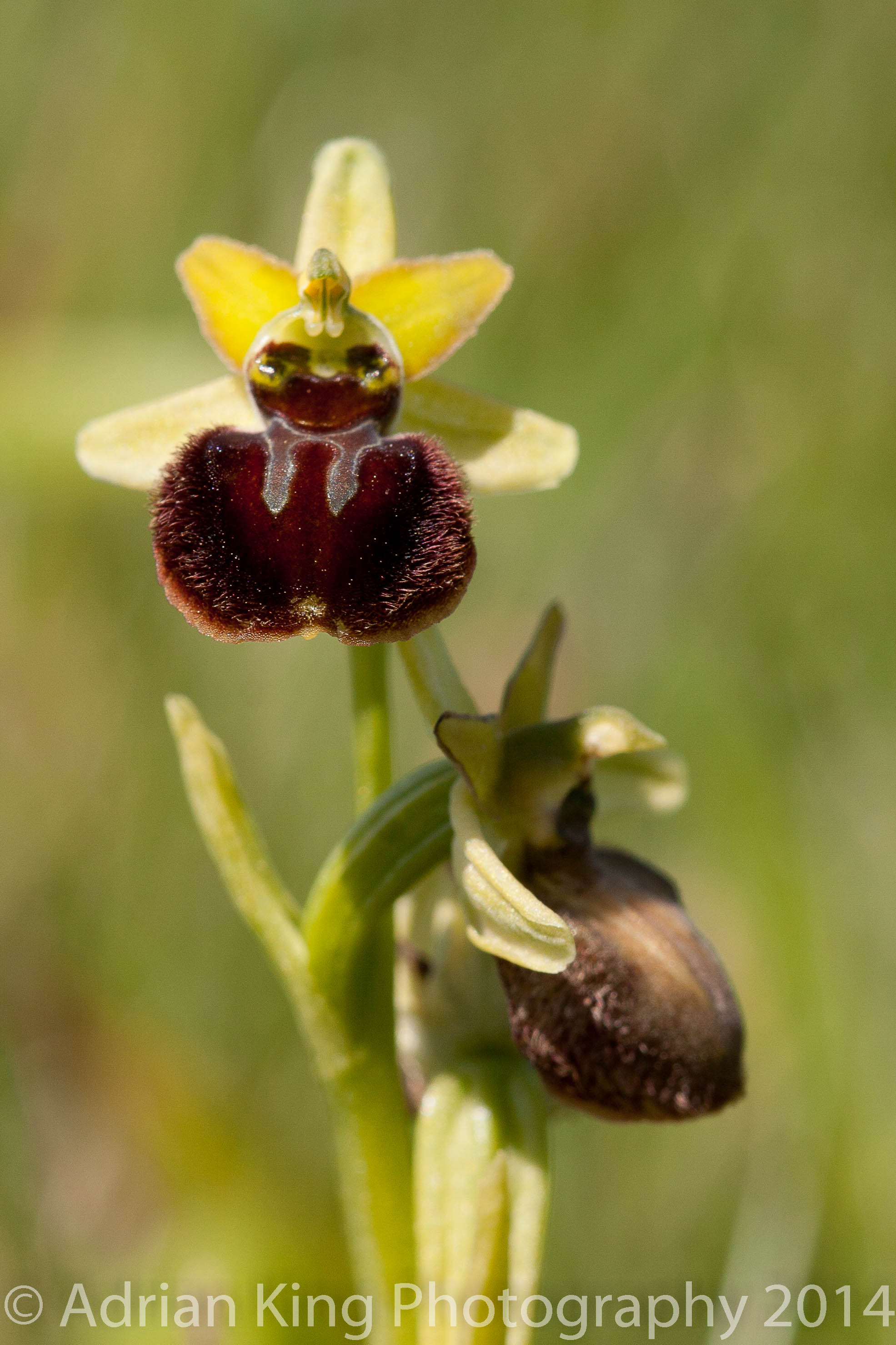20140503_(Durlston & Corfe Mullen Orchids)_0291