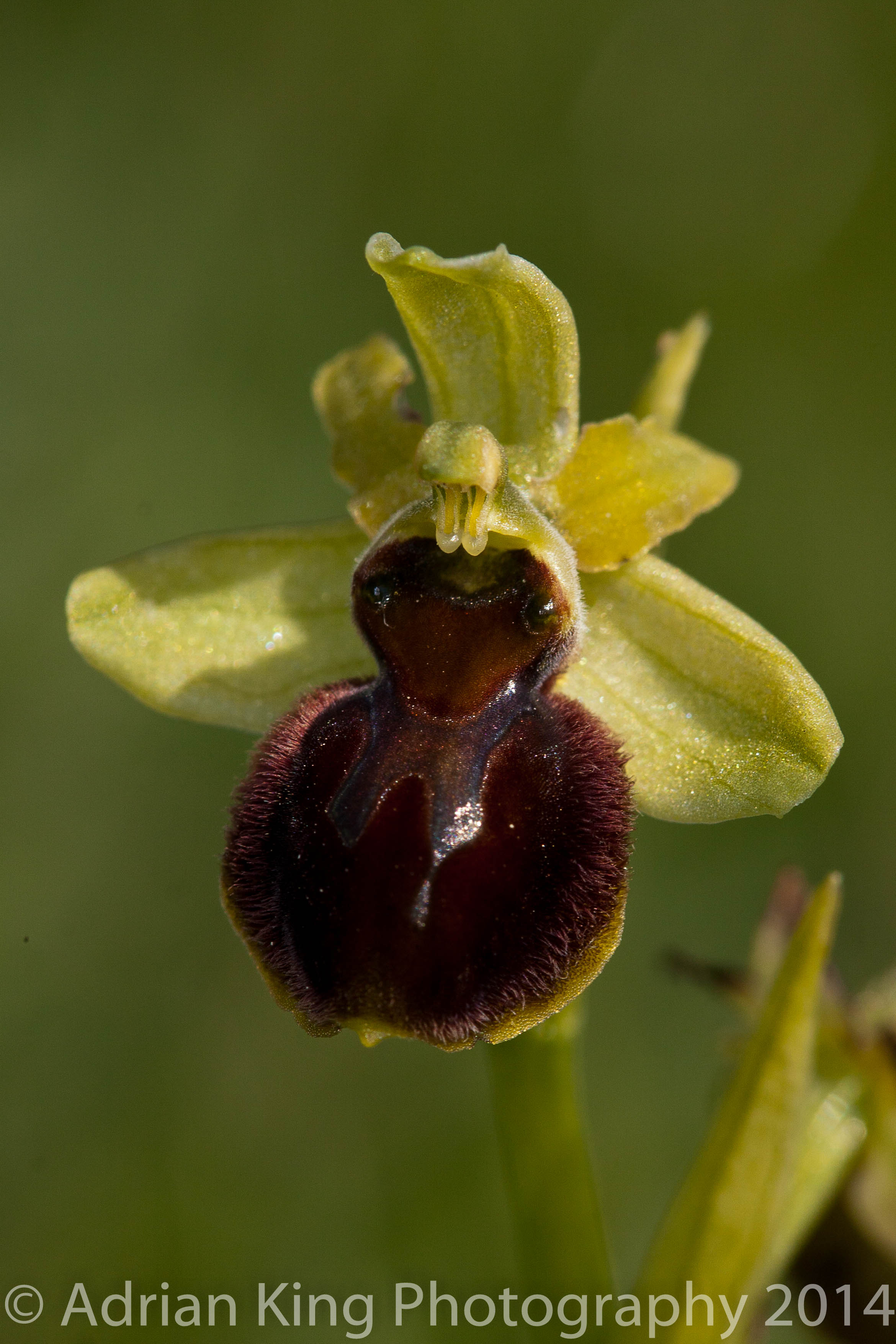 20140503_(Durlston & Corfe Mullen Orchids)_0339
