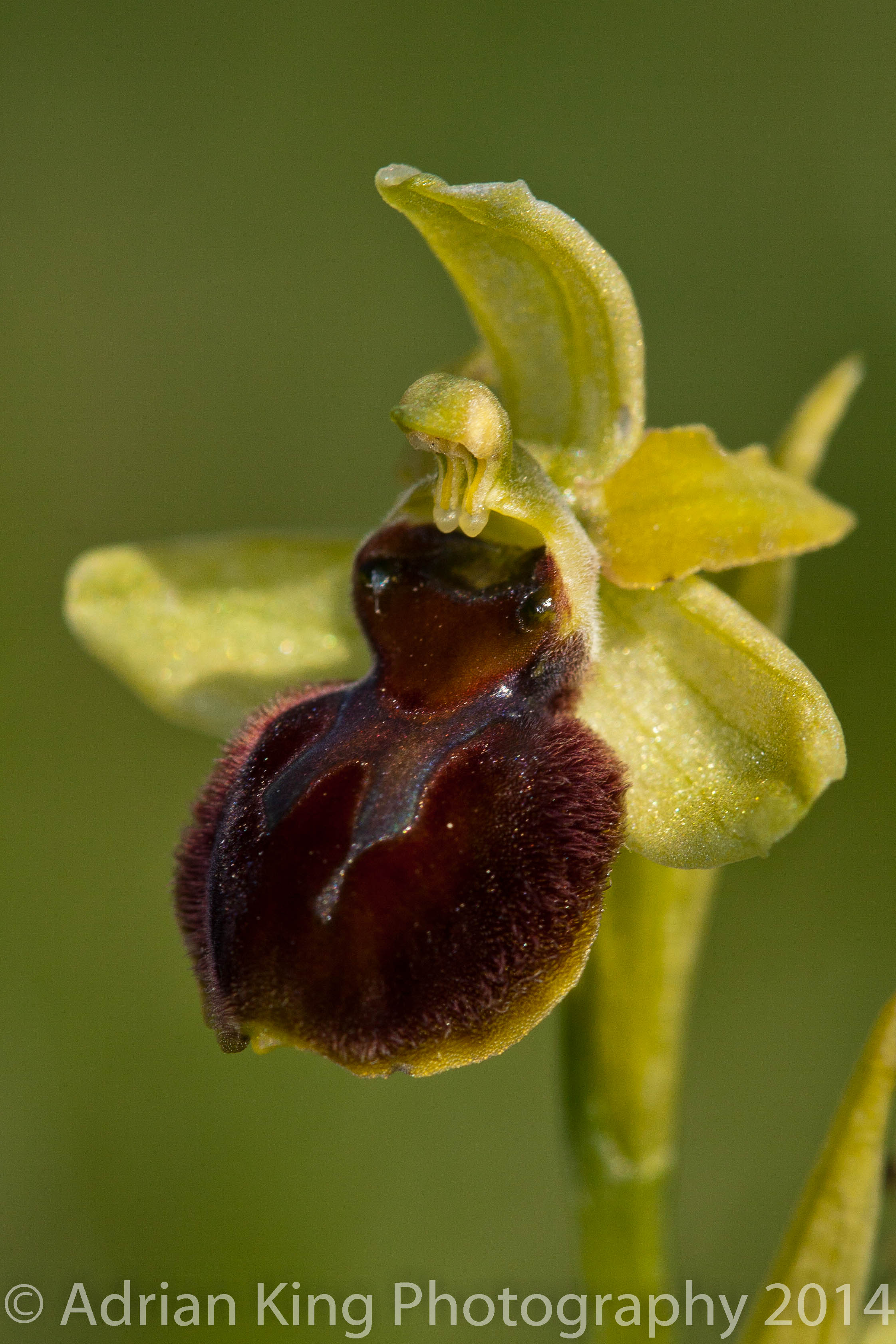 20140503_(Durlston & Corfe Mullen Orchids)_0346