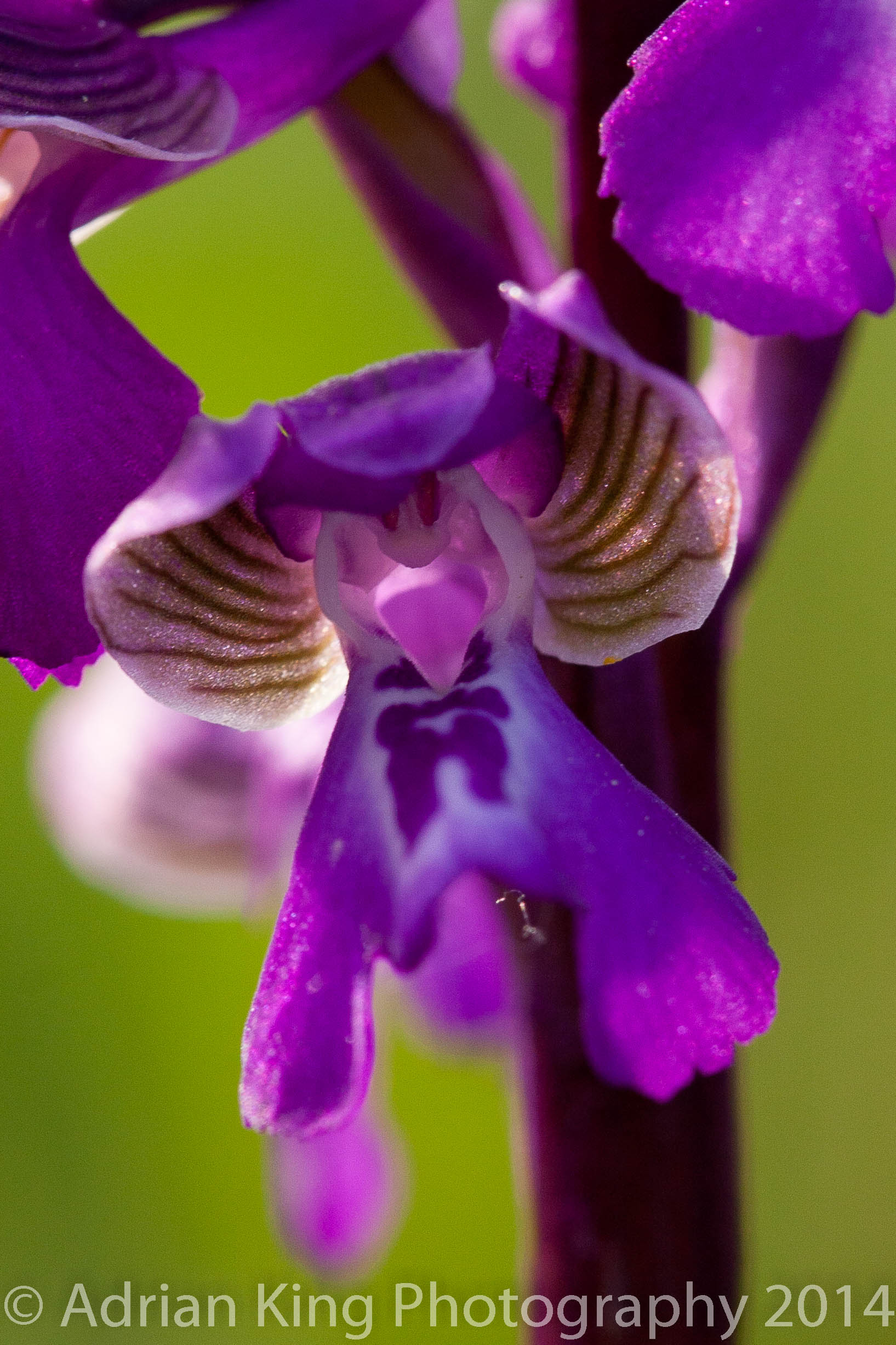 20140503_(Durlston & Corfe Mullen Orchids)_0429
