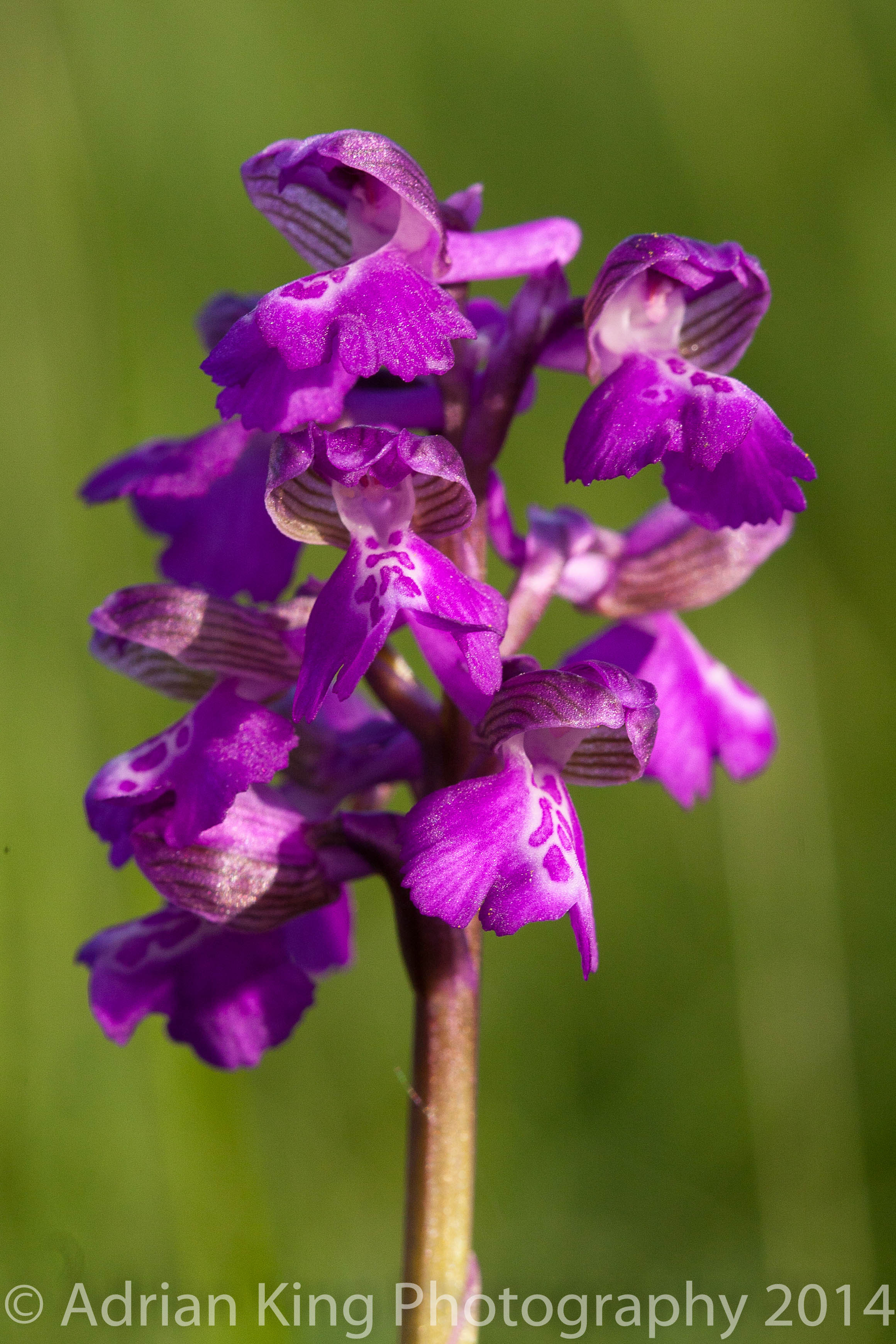 20140503_(Durlston & Corfe Mullen Orchids)_0449