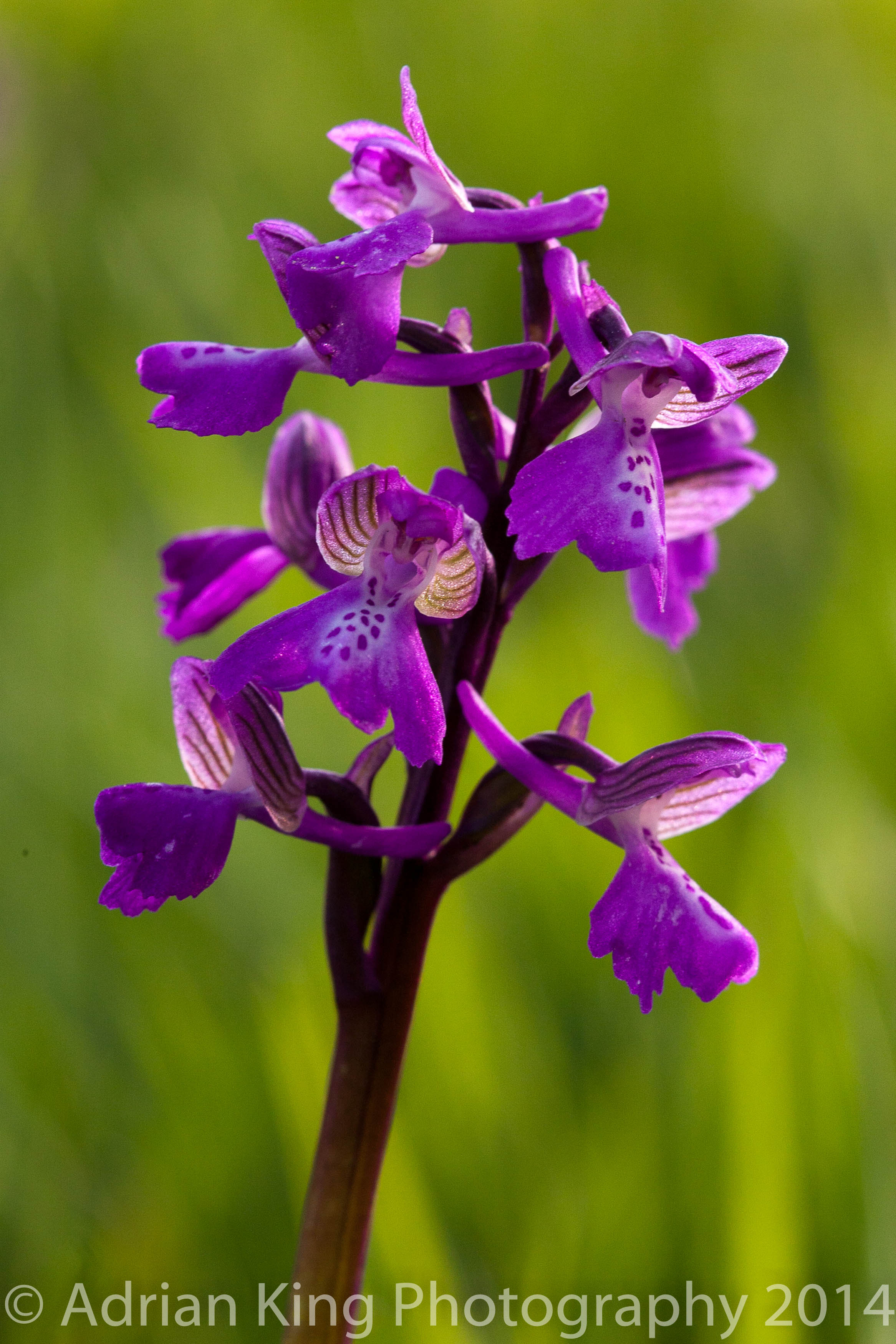 20140503_(Durlston & Corfe Mullen Orchids)_0465