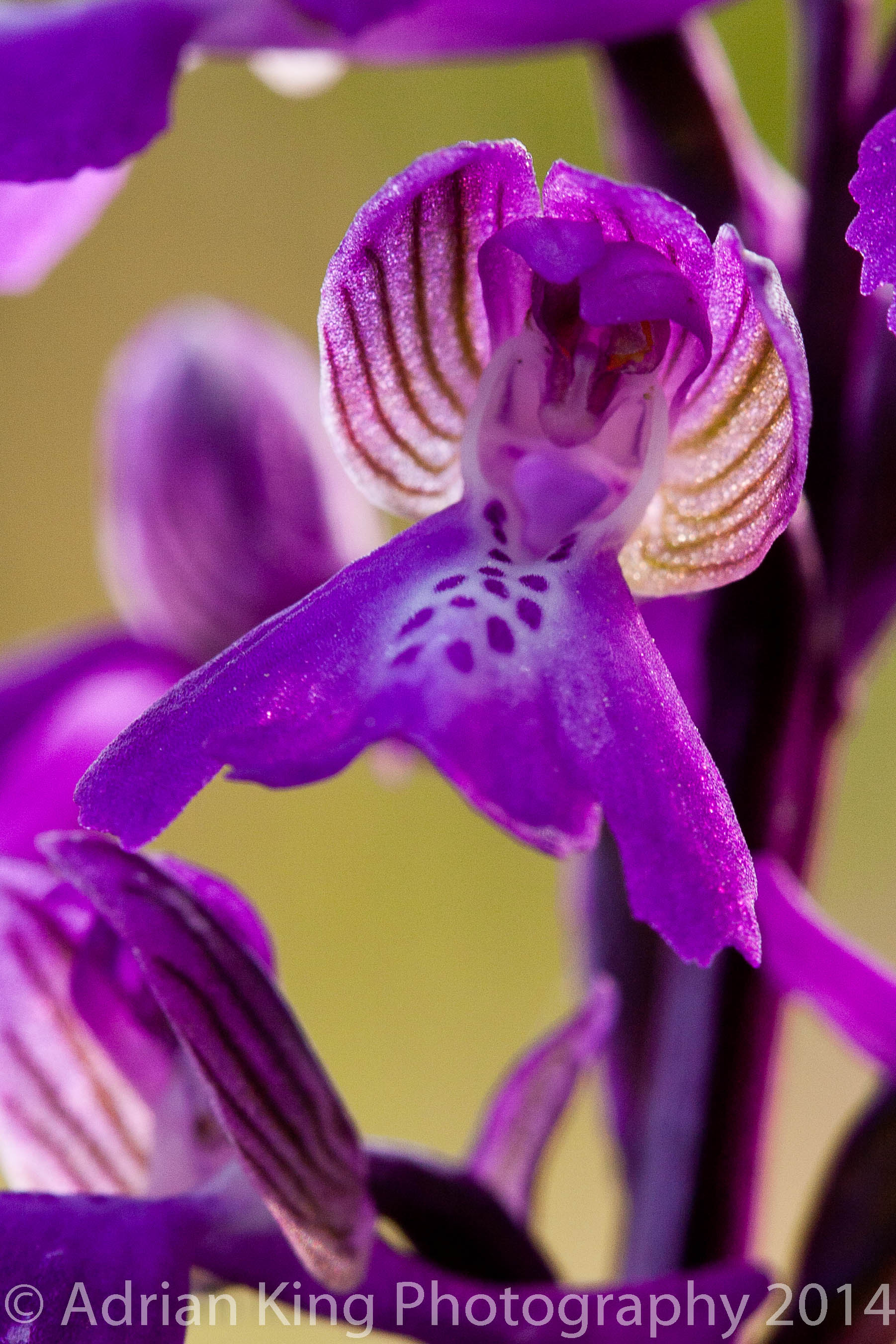 20140503_(Durlston & Corfe Mullen Orchids)_0468