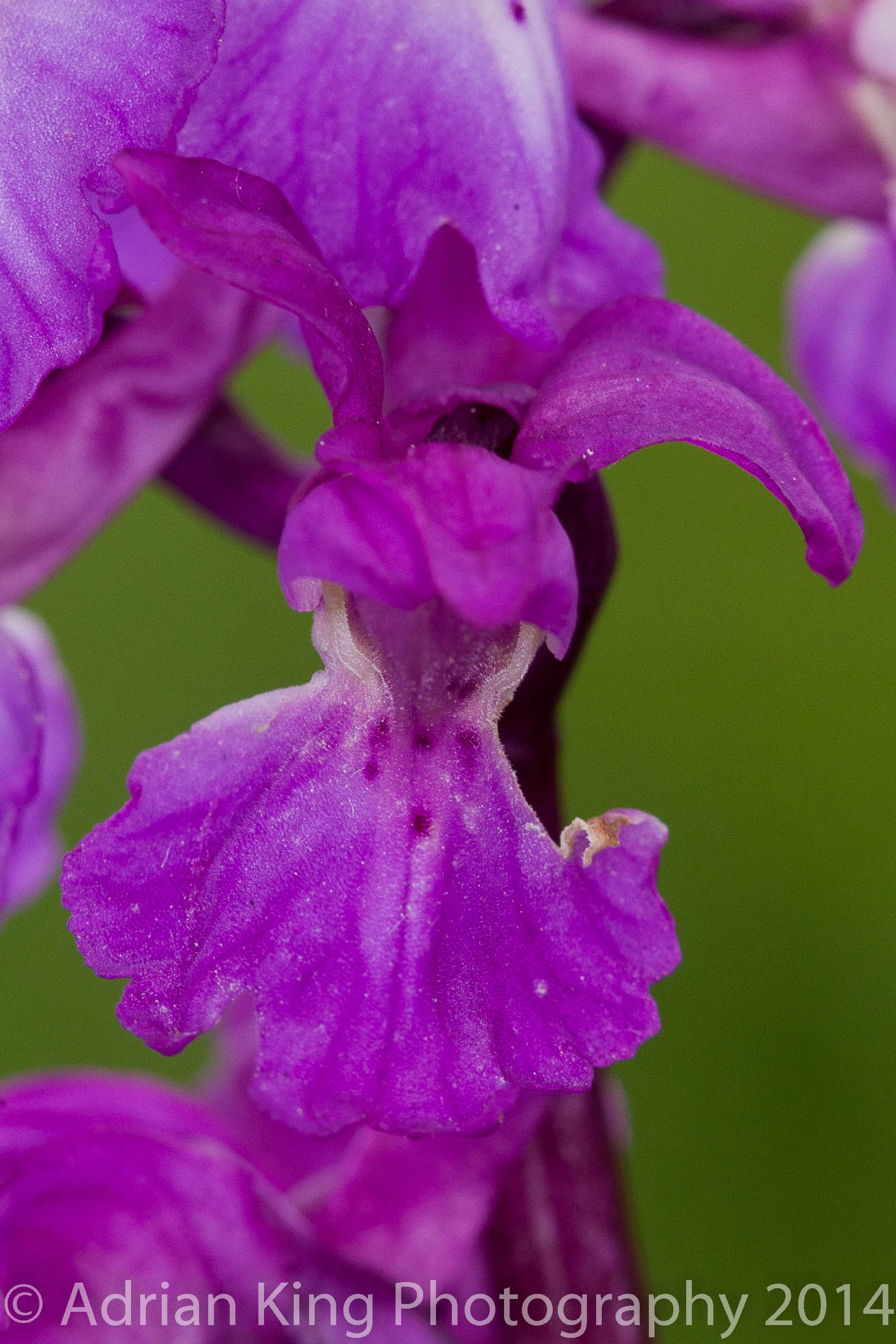 2014-05-10 - Early Purple Orchid - Close-up of Flower