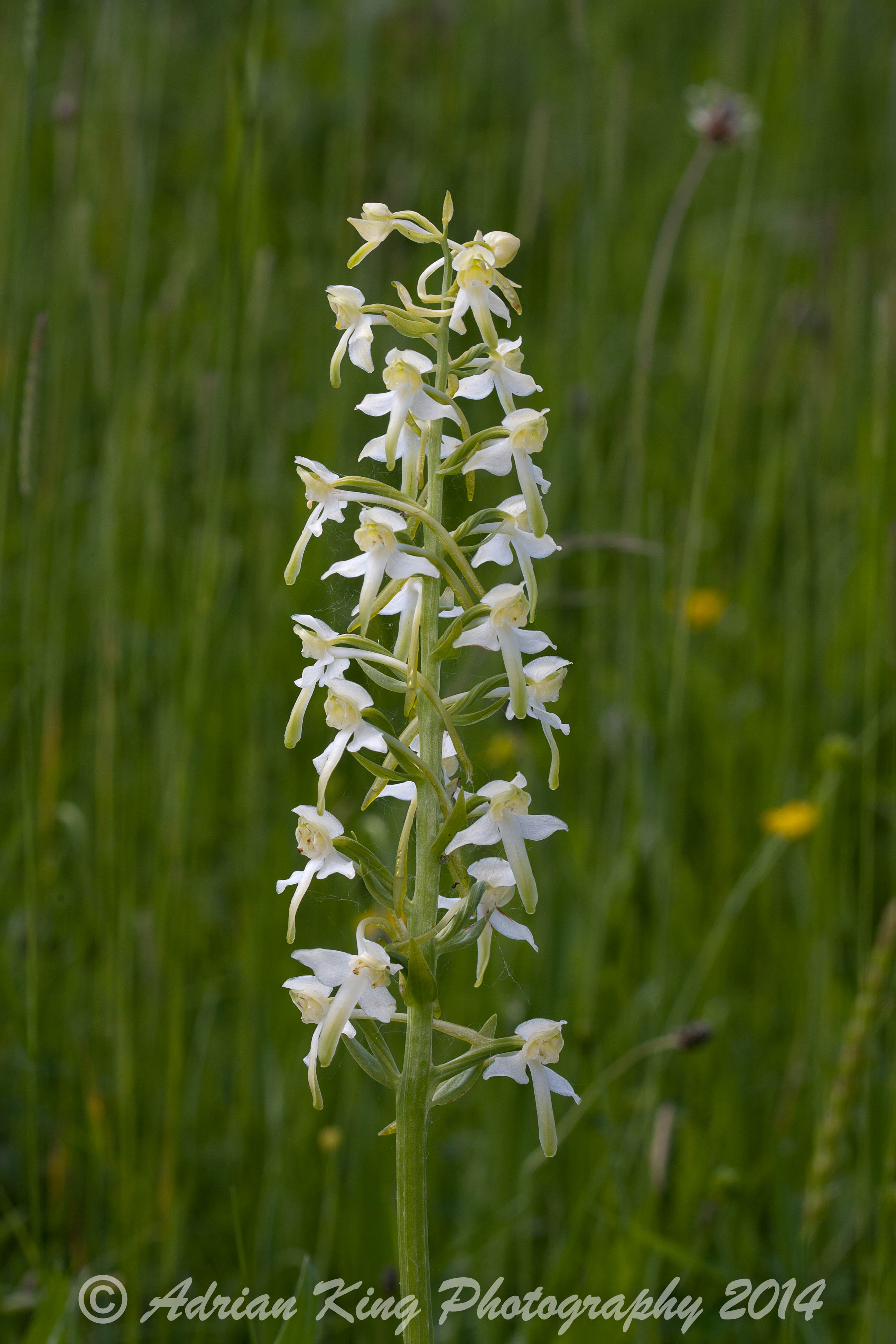 Greater Butterfly Orchids (Platanthera chlorantha) .