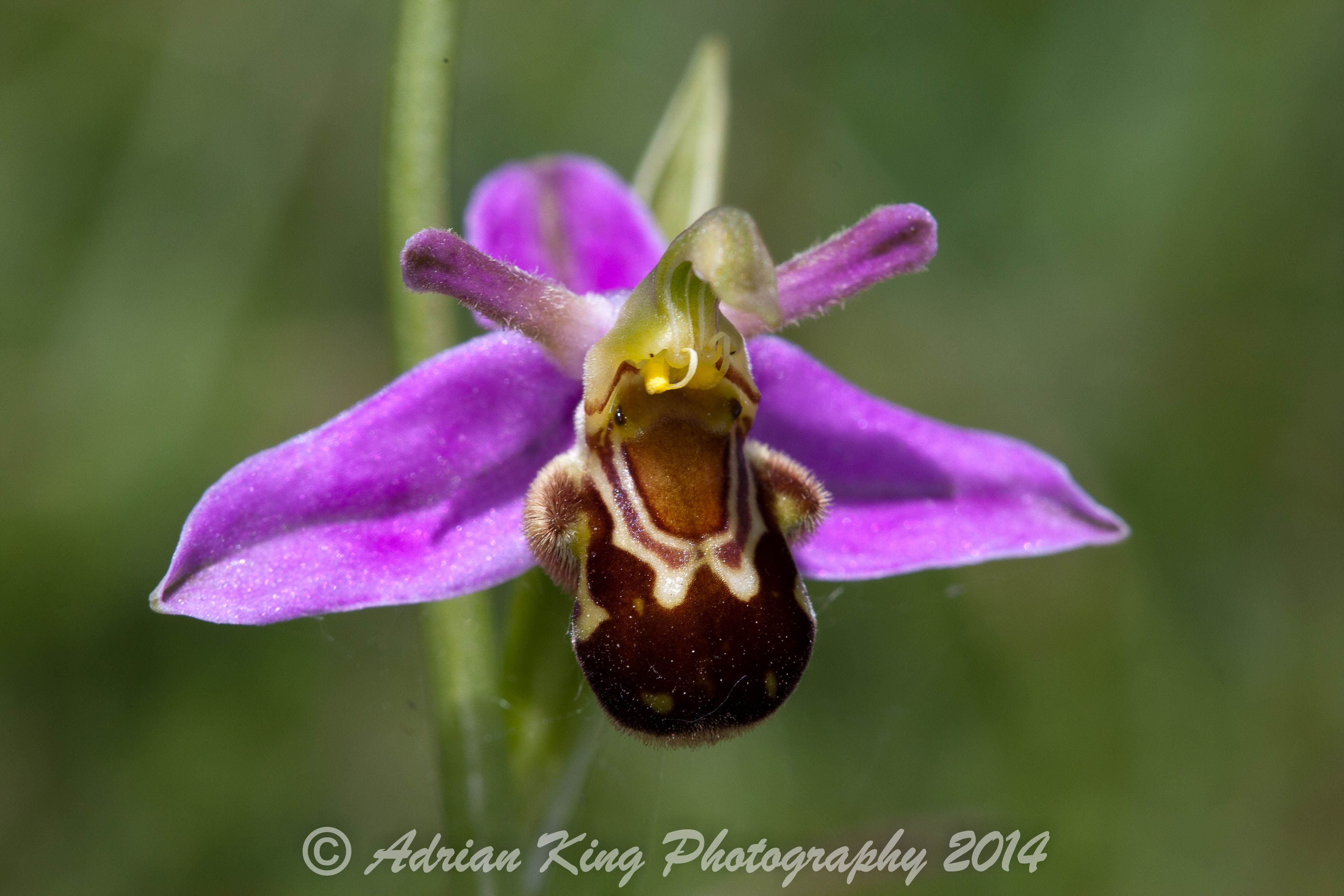 20140607_(Badbury Rings Orchids)_1718