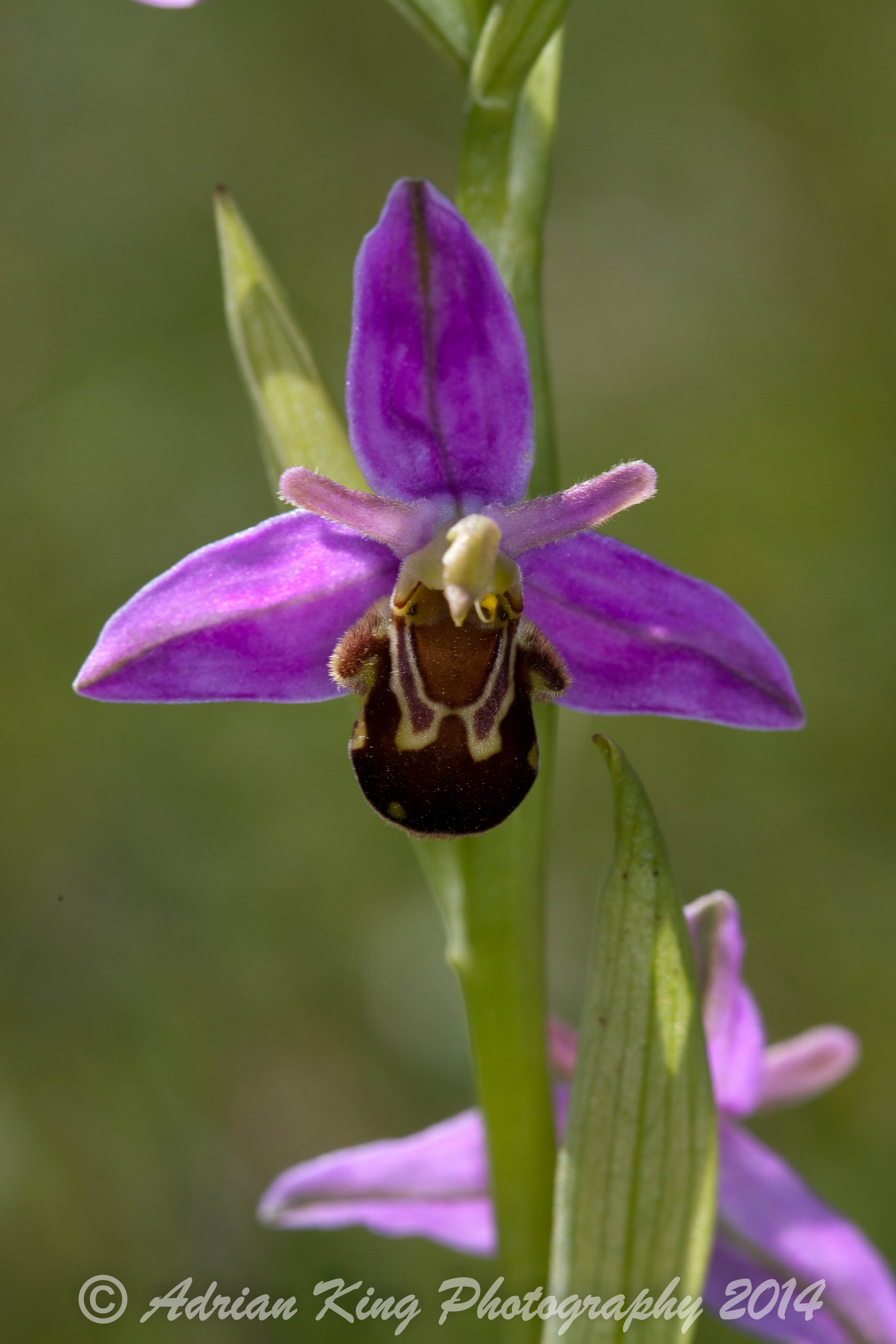 20140607_(Badbury Rings Orchids)_1743