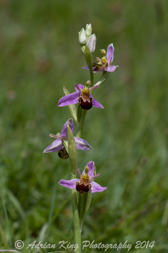 20140607_(Badbury Rings Orchids)_1768