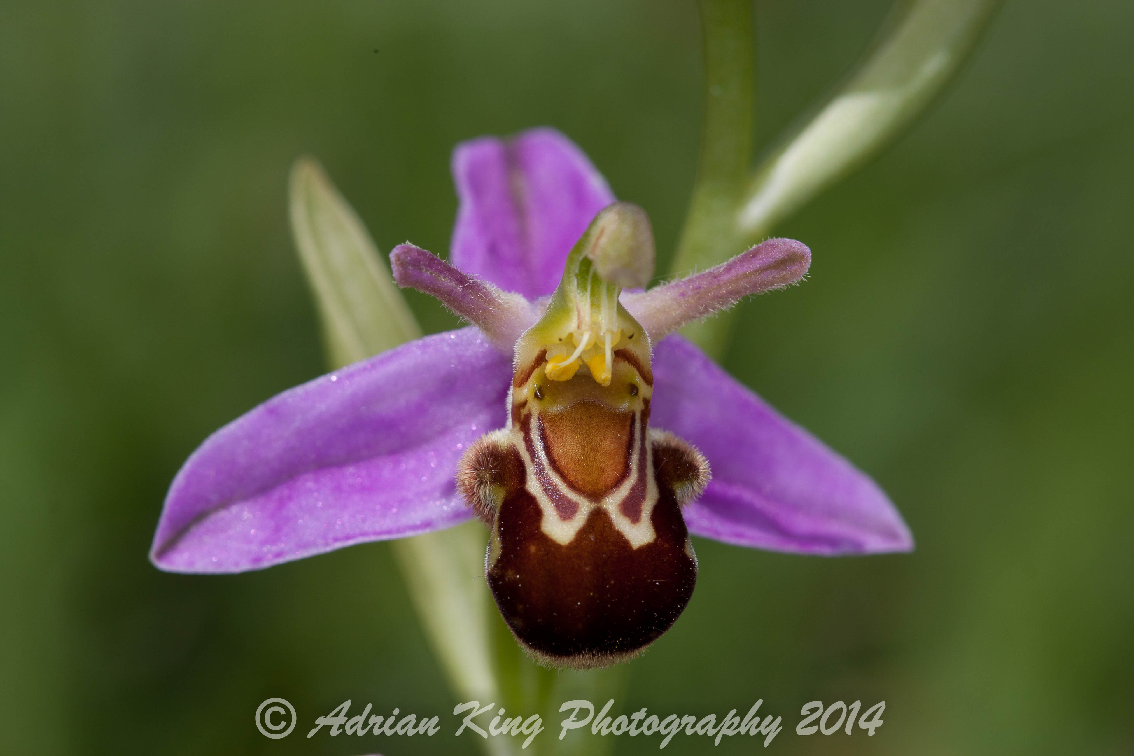 20140607_(Badbury Rings Orchids)_1779