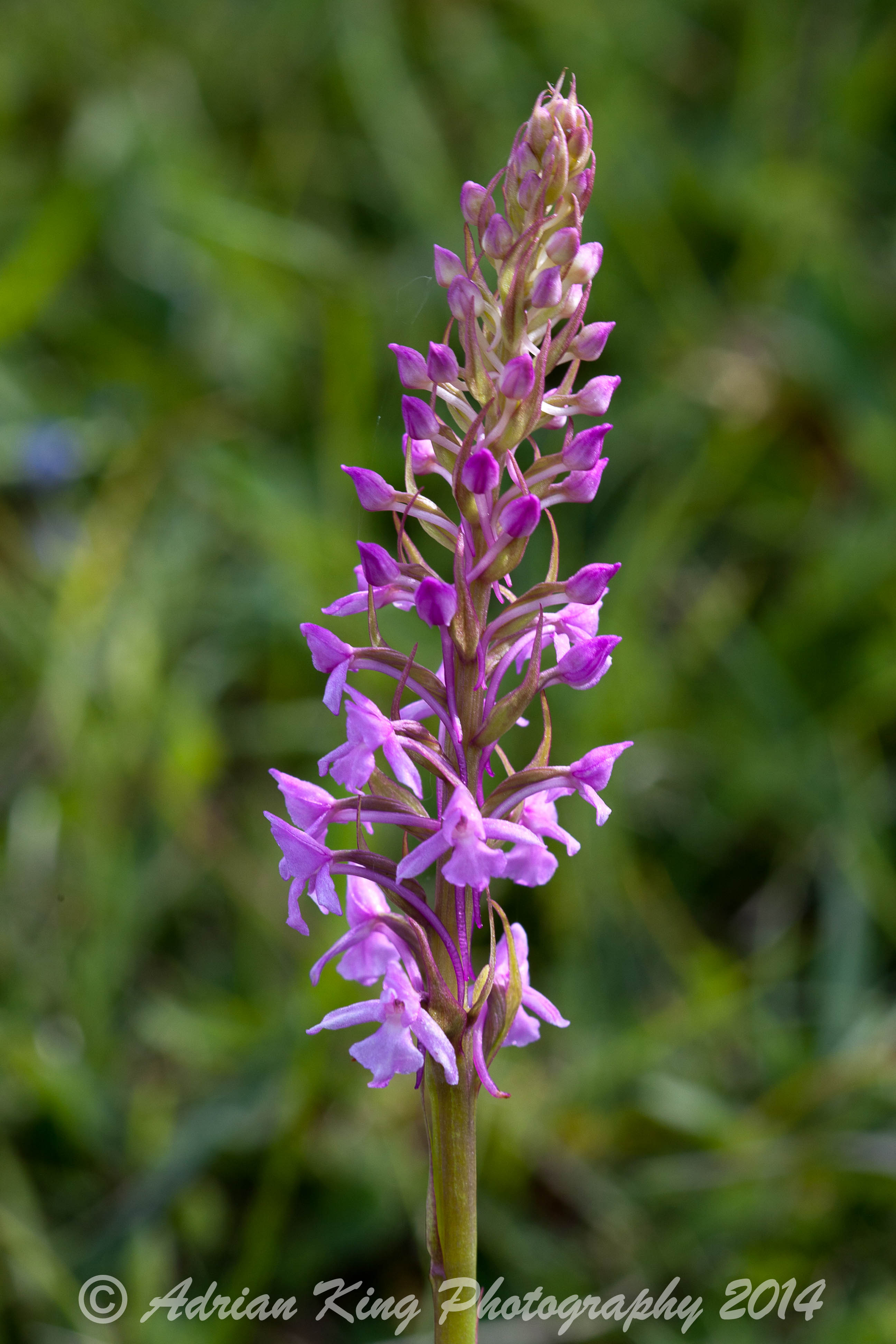 Common Fragrant Orchid (Gymnadenia conopsea)
