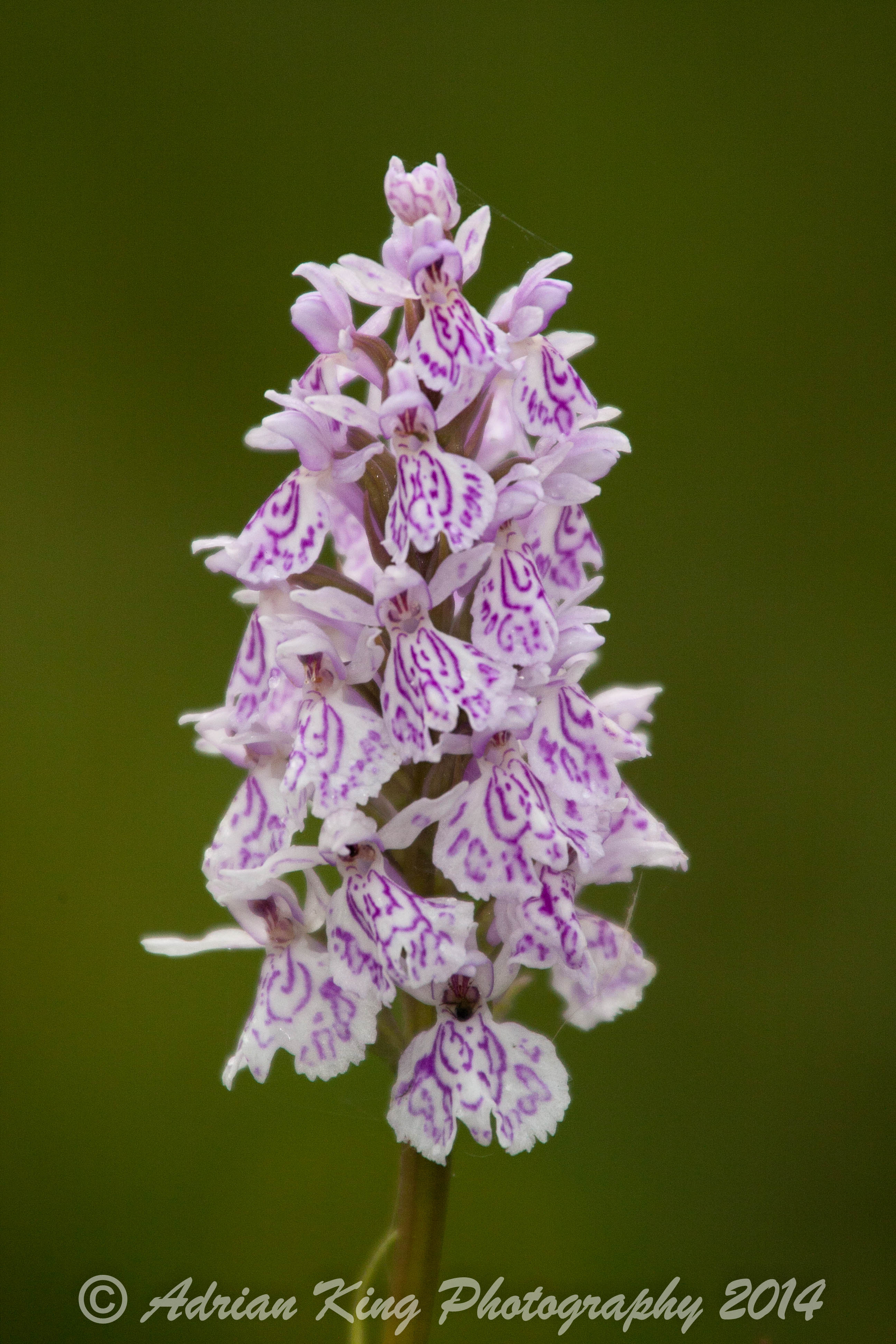 20140609_(Applemore Orchids)_1828